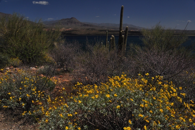 Lake Roosevelt's Cholla Rec Site